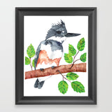 Original - Belted Kingfisher