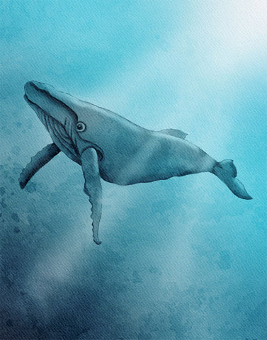 Print - Humpback Whale