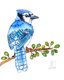 Print - Blue Jay