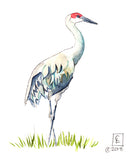 Sandhill Crane  - Art Print