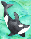 Killer Whale - Art Print