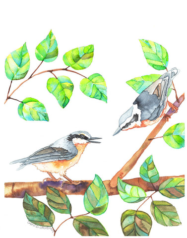 Nuthatch Love - Art Original